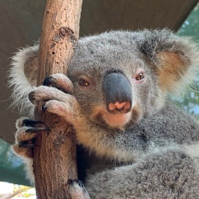 Sabbia1112 On Twitter 衝撃 福島原発沖の奇形魚 放射能で突然変異始まる 鍵井靖章氏撮影 Jc Net ジェイシーネット Http T Co Awqwkusz