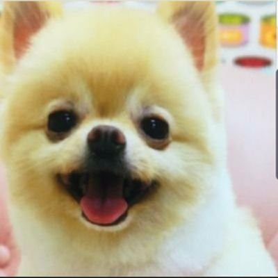 Uzivatel 犬 Na Twitteru 色違いイーブイ産まれたああああああああああ サンタさんからのプレゼントかなぁ ポケモン剣盾 Nintendoswitch