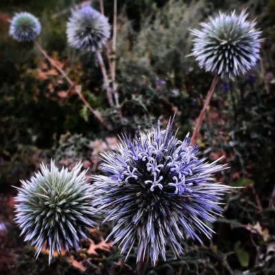 Nehir99558502's profile picture. 