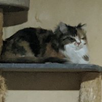 みぃこ/まったり呟きオタク (@nm5igv3kxkwoehu) Twitter profile photo