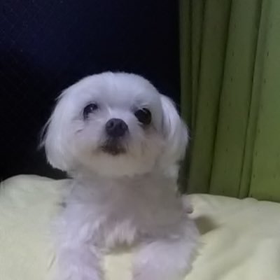 saisaitama1989's profile picture. レオパ2匹います、べる（♂ ぽる（♀ は卵つまりから手術後亡くなってしまいました。。故2023/7/18 ぱる（♂  動物好きな方宜しくお願いします。