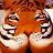 tigeruxtupyu's profile image