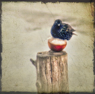 connieartimoore's profile picture. Artist & Photographer, avid recycler, novice organic gardener, cyclist, hiker, dog and cat companion, traveler