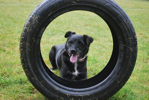 Missaffi's profile picture. I like: Squeaky toys, killing squeaky toys, soft toys, killing soft toys, tuggy toys, tennis balls, knuckle bones, ham bones, FOOOOOOOD!, annoying cats :)