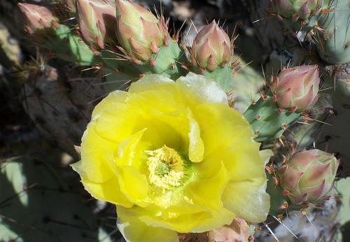 My love of gardening and living in the desert southwest has many challenges. Here I will tackle them.