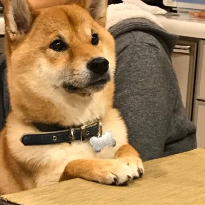 柴犬ポチ (@pochi_812) / X