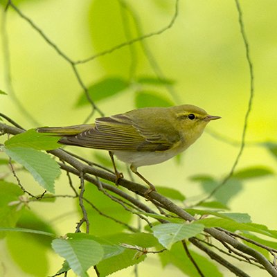 Long-term studies of Wood Warblers at the Wielkopolska National Park, Poland. #Learning #Eavesdropping #InformedHabitatSelection Est. & led by @szymkowiakj