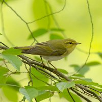 Wood Warbler Project(@WoodWarblersWNP) 's Twitter Profile Photo