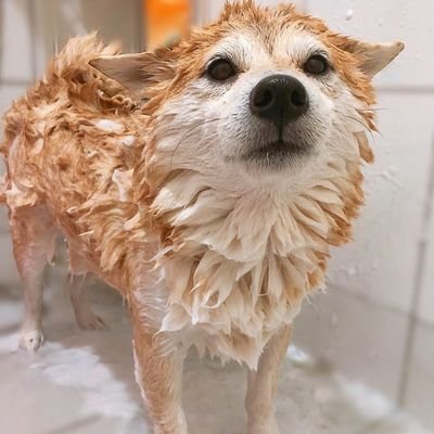 ShibeOwO's profile picture. 24 / BOTS GTFO / FAP account