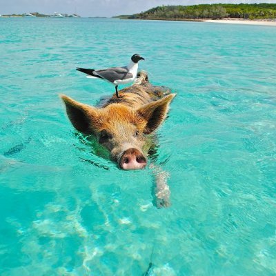 ConsciousTouris's profile picture. -Promoting sustainable and ethical ways of traveling     -Aiming for a more concious tourism -Against Animal Cruelty and littering
