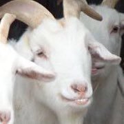 ヤギ