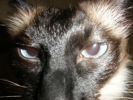 kiribitz's profile picture. Wife. Mom. Pet lover. My overwhelming conviction: People are stupid. But not you.
