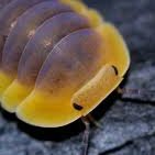 Isopod Bitchさんのプロフィール画像