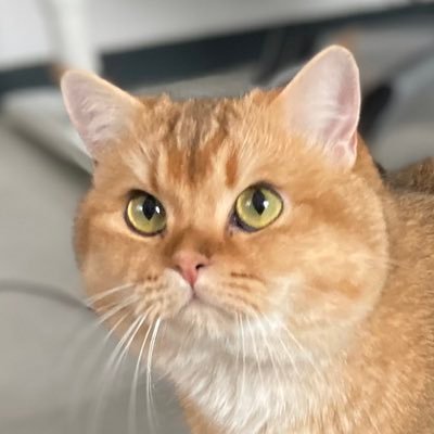 snd_cat's profile picture. https://t.co/J4x4lf5Pq5                                https://t.co/cdxvbyB9us