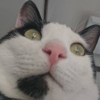 Hayashida (@rinchi_math) 's Twitter Profile
