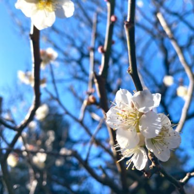 アップルPさんのプロフィール画像