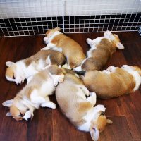 手乗りサイズのコーギーさん♪ JohnnyTheCorgi🇯🇵 (@CorgiJohnny) / X