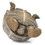 Becky Hamblin (@johnnytortoise) 's Twitter Profile