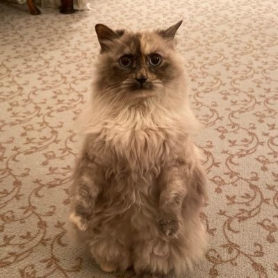 mollywobbles333's profile picture. 