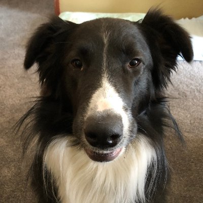 pakalamazoo's profile picture. I am done here.
Find me at https://t.co/77LeYApjuO as Todd Bannon.
My user name is @pakalamazoo.