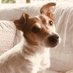 luckydog (@luckydo36561388) Twitter profile photo luckydog (@luckydo36561388) Twitter profile photo
