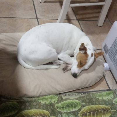 fcogavilngaln's profile picture. 