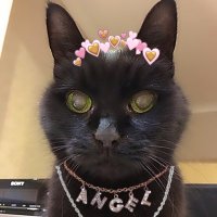 IndyCatBear (@indycatbear1) 's Twitter Profile