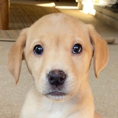 I’m a fun loving Labrador puppy sharing my adventures with my brother @Dex__the_MSDog and my forever Hoomans. Everyday is a new adventure!