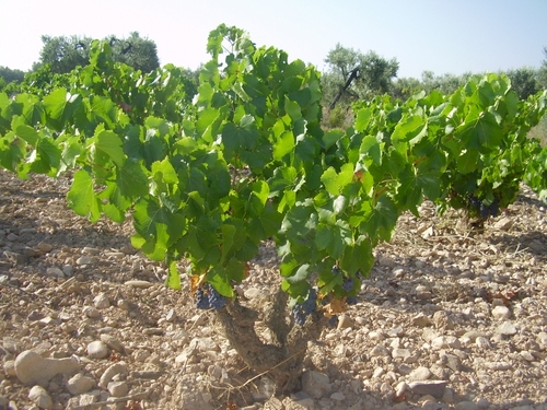 Las fotos: una Garnacha de Campo de Borja (España) y Potrerillos (República de Mendoza)