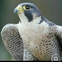 ? (@alsovey1) 's Twitter Profile