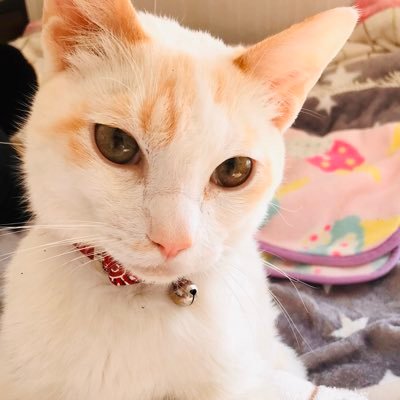 元保護猫「ほたて」20’2/26/FIP(猫伝染性腹膜炎)の診断をされ治療し同年9月無事寛解宣言。再び11/17から猫風邪治症状その後色々検査するも原因不明の病＝結果的にFIP再発(12/5)/21’1/10/現在2回目の経過観察中/21’5/1/猫風邪治療/21’6/16/猫風邪FIP再発治療共に終了