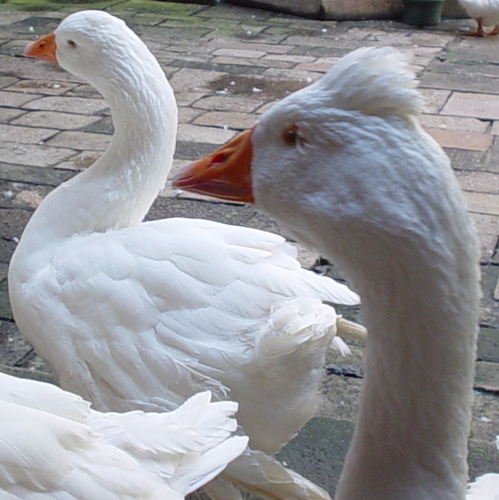 DuffDevices's profile picture. 