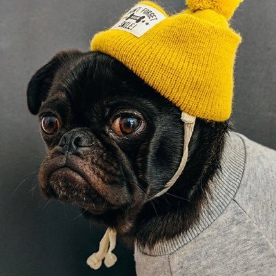 _julipe's profile picture. I’m as thick as it gets