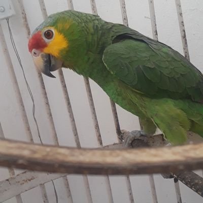 Si tú me domesticas, tendremos necesidad uno del otro. AMLO no está solo. 💪💪💪🧓👍👌