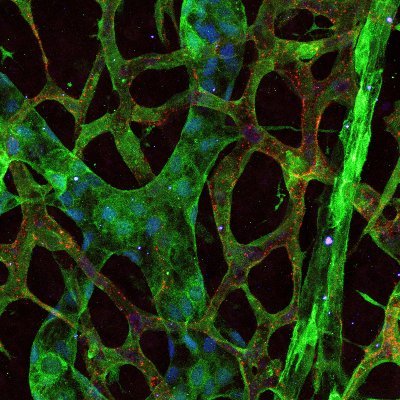 An Zwijsen Lab @KULeuven, @CMVB_KULeuven. We study how BMP signalling contributes in vascular and lymphatic development and disease.