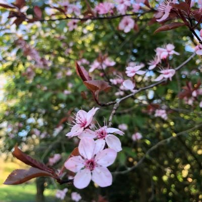 A friends group set up in conjunction with @harrowparks for local people to nurture and care for our beautiful little space right in the middle of North Harrow