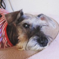 いかちゃん (@ikachanlove) 's Twitter Profile Photo いかちゃん (@ikachanlove) 's Twitter Profile Photo