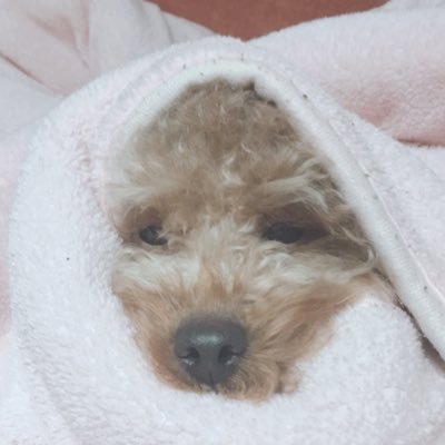 おいちさんのプロフィール画像