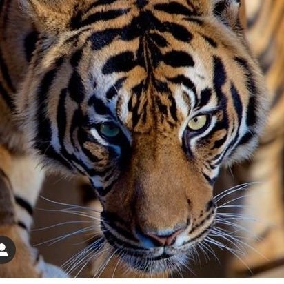 Chaparr42799590's profile picture. el caballero de la noche