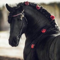 Doaa abdullah (@doaaabdullah99) 's Twitter Profile