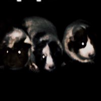 Ampliphobia (@ampliphobia) 's Twitter Profile