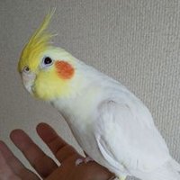 curtain-call (Rugato) (@aplmrc) 's Twitter Profile
