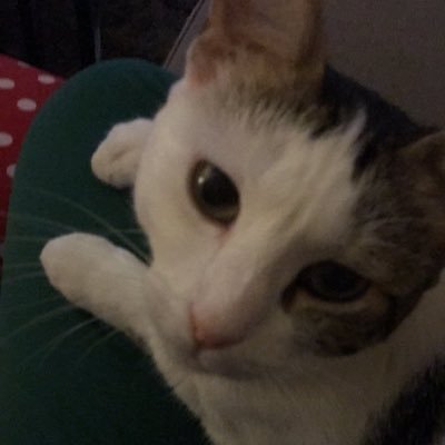 cinarer's profile picture. 🐱 ATATÜRK’ÜN İZİNDE, FENERBAHÇELİ🇹🇷💛💙