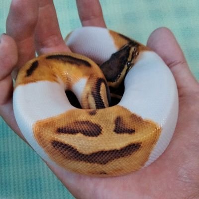 ボールパイソン好きです
ボール、シナモンヘテロパイ♂バナナシナモン♂エンチパイボール♀オレンジドリームパイボール♀ヘテロドリームシルク♂
最近オオバクチヤモリも飼い始めました
よろしくです
