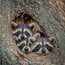 Laura Holscher - @LauraHolscher2 - Twitter