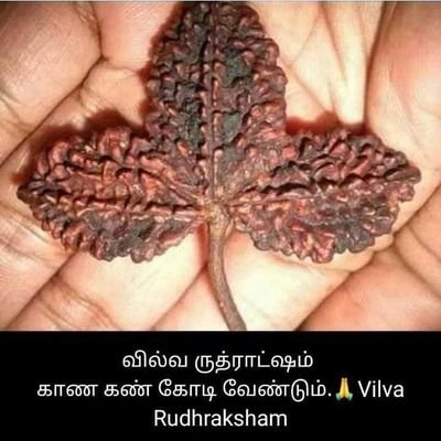 BicasaJ's profile picture. 