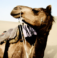 BadAnalytics's profile picture. When good web data goes bad.