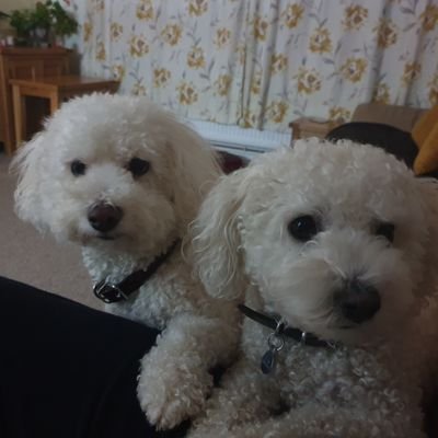 boilerman6's profile picture. 30 years of boiler experience