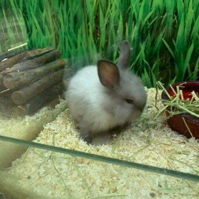 _sleepybunny's profile picture. 🤩🤟