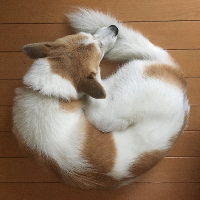 ZEST2007mini's profile picture. Web制作とかDTPとか｜WordPressメイン制作、フリーランス22年目。たまにEWIを吹く。アイコンは動物愛護センターから引き取った11歳雑種犬。